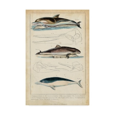 G. Henderson 'Antique Whale And Dolphin Study Ii' Canvas Art,12x19